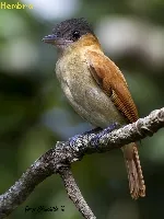 Pachyramphus aglaiae